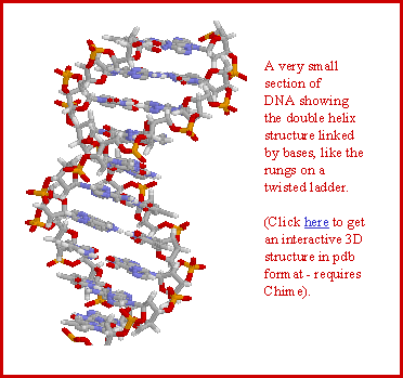DNA molecule on interactive page