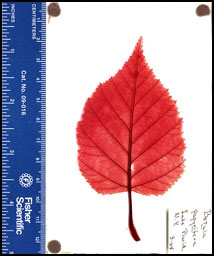 A cleared leaf slide, used for comparative purposes.