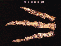 The left "foot" of Dilophosaurus wetherilli